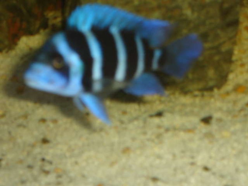Rated #2042: Freshwater Fish - Cyphotilapia Frontosa - Frontosa Cichlid Stocking In 42 Gallons Tank - f1 zaire blue frontosa