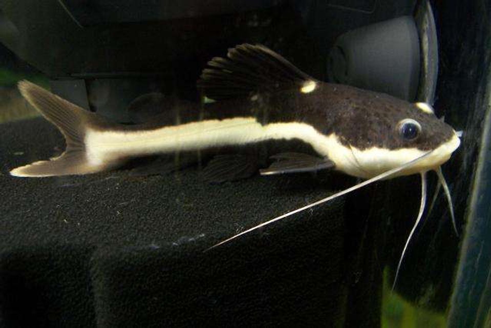 Rated #1147: Freshwater Fish - Pimelodus Blochii - Flat-nosed Catfish Stocking In 210 Gallons Tank - RTC 3"