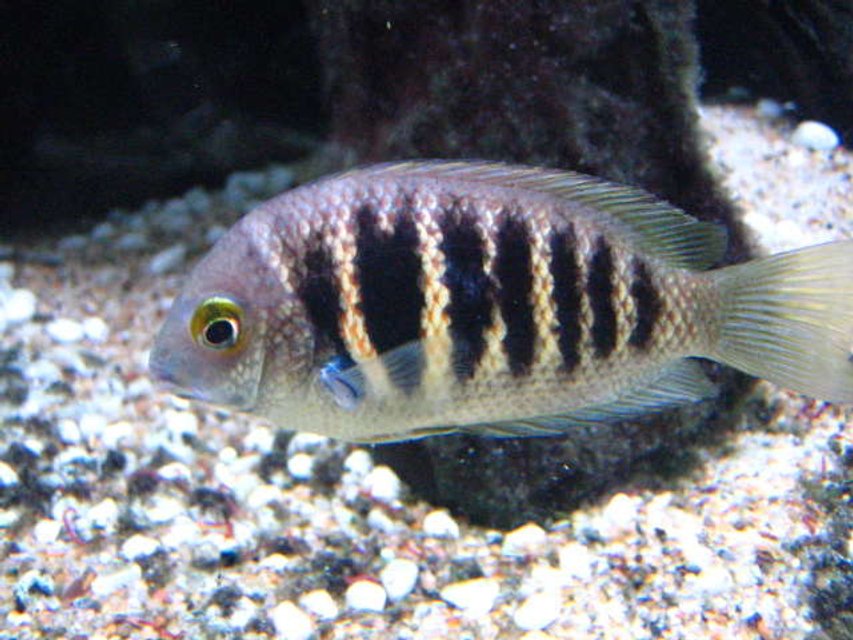 Rated #1260: Freshwater Fish - Etroplus Canarensis - Green Chromide Stocking In 100 Gallons Tank - Forget the name, but it's an indian cichlid (not common).  Looks marine, but is freshwater.