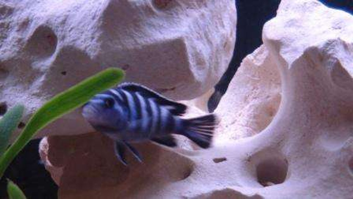 Rated #1669: Freshwater Fish - Pseudotropheus Demasoni - Demasoni Cichlid Stocking In 75 Gallons Tank - Demasoni