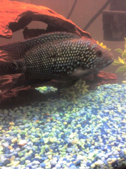Rated #2054: Freshwater Fish - Nandopsis Octofasciatum - Jack Dempsey Stocking In 55 Gallons Tank - My Jack Dempsey