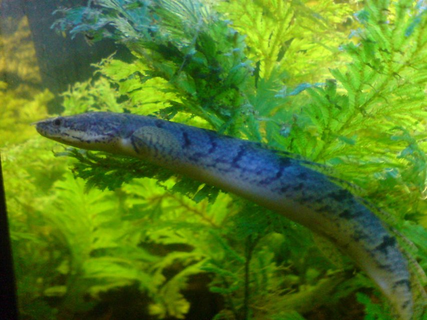 Rated #821: Freshwater Fish - Polypterus Delhezi - Delhezi Bichir Stocking In 48 Gallons Tank - The monster that lies beneath! The stunning Delhezi birchir, is such an interesting species, is currently about 6 inches long, and a joy to have