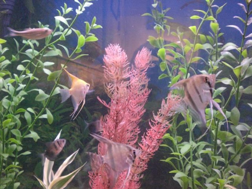 Rated #1938: Freshwater Fish - Pterophyllum Sp. - Albino Angel Stocking In 55 Gallons Tank - some of my angles! the yellow angel in the back left is a real character! lol