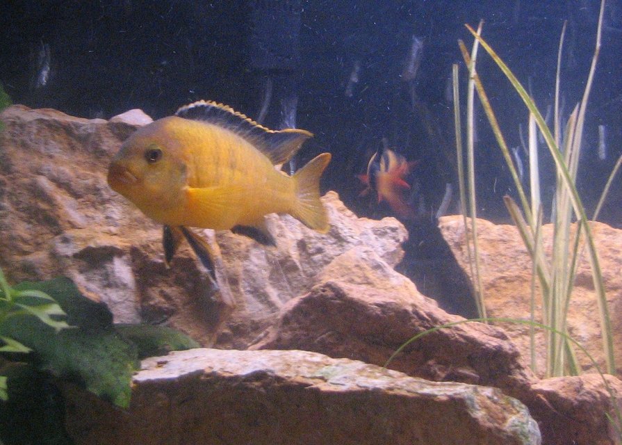 Rated #1947: Freshwater Fish - Aulonocara Baenschi - Sunshine Peacock Stocking In 55 Gallons Tank - hard time identifying this one.  he resembles 2-3 different species.  forgot names, will post soon.