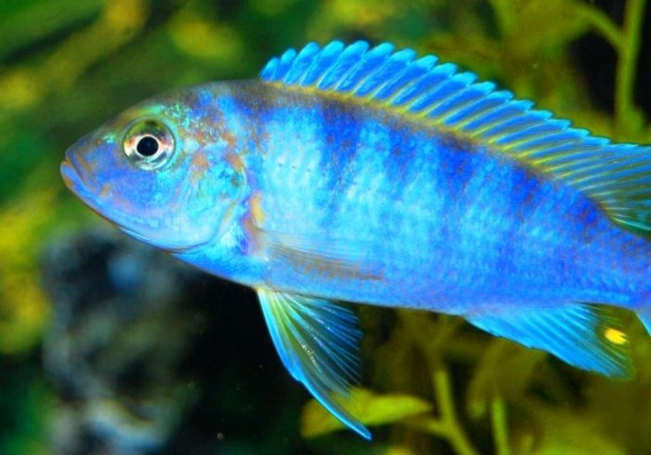 Rated #325: Freshwater Fish - Metriaclima Lombardoi - Kenyi Cichlid Stocking In 20 Gallons Tank - My Female Kenyi Cichlid