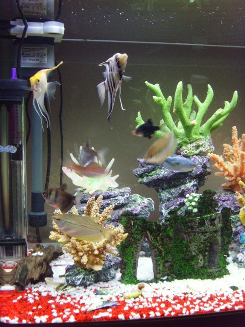 Rated #1927: Freshwater Fish - Trichogaster Leeri - Pearl Gourami Stocking In 23 Gallons Tank - my fish