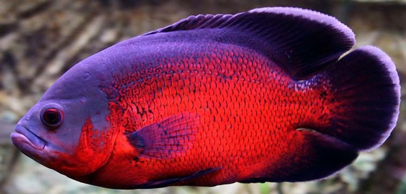 Rated #179: Freshwater Fish - Astronotus Ocellatus - Red Oscar Stocking In 265 Gallons Tank