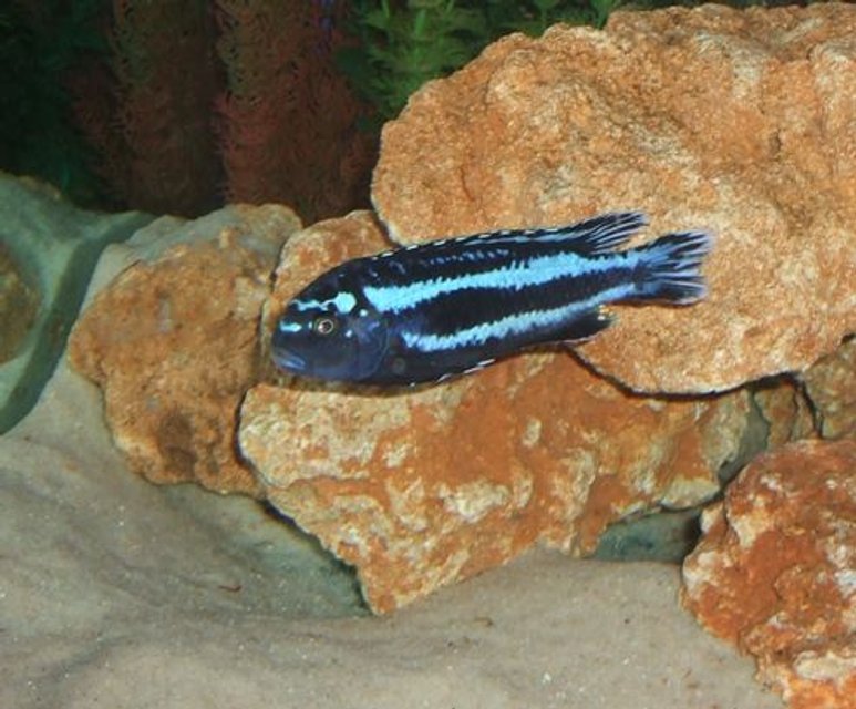 Rated #854: Freshwater Fish - Melanochromis Johannii - Johanni Cichlid Stocking In 280 Gallons Tank - My Johannii.