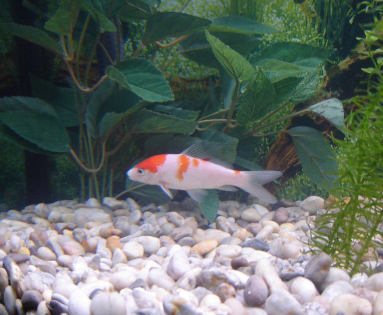 Rated #1911: Freshwater Fish - Cyprinus Carpio - Koi Stocking In 65 Gallons Tank - My mother's kohaku koi. I never realized how beautiful it actually is until I took this picture.