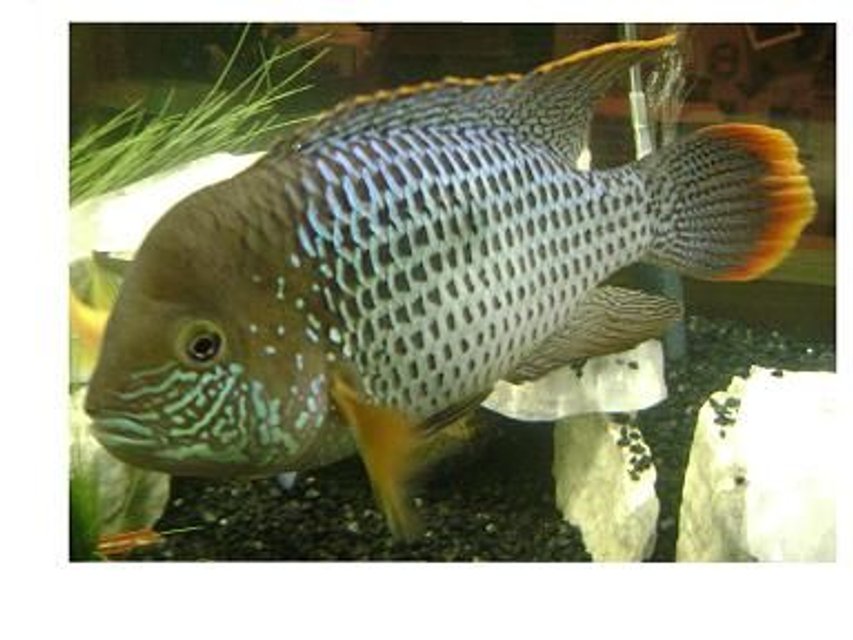 Rated #378: Freshwater Fish - Aequidens Rivulatus - Green Terror Stocking In 120 Gallons Tank - Green Terror
Aequidens Rivulatus