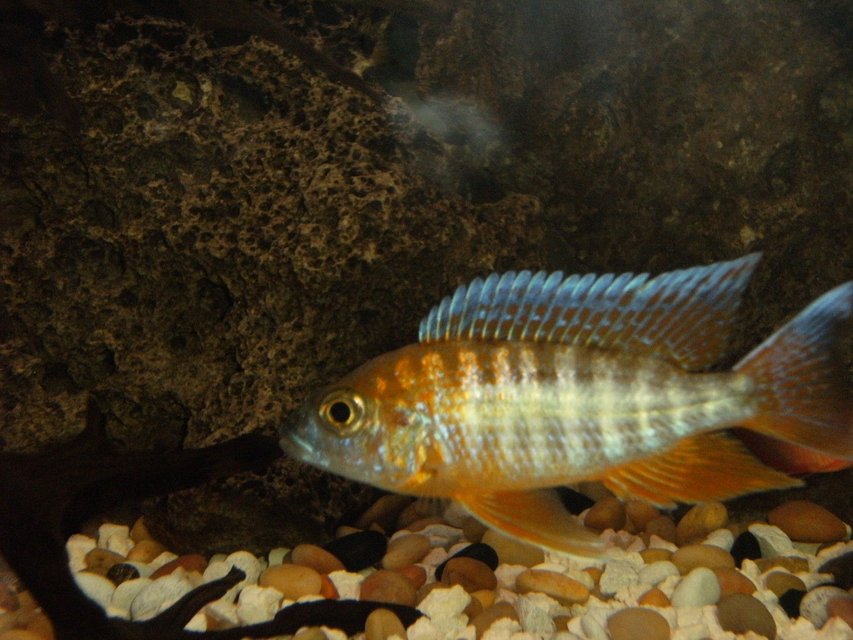 Rated #1358: Freshwater Fish - Aulonocara Rubescens - Ruby Red Peacock Stocking In 40 Gallons Tank - Beautiful peacock