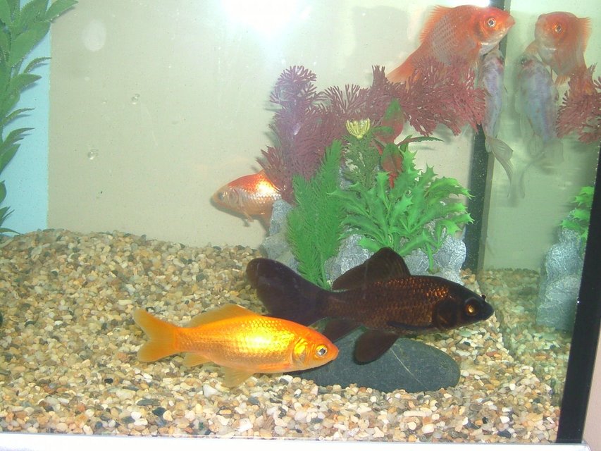 Rated #2154: Freshwater Fish - Carassius Auratus - Red & White Ryukin Goldfish Stocking In 25 Gallons Tank - Flapjack and Sideboard