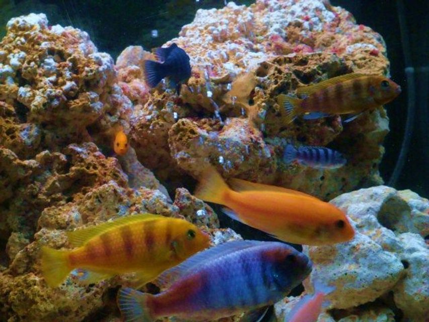 Rated #1040: Freshwater Fish - Metriaclima Lombardoi - Kenyi Cichlid Stocking In 75 Gallons Tank - juZt shOWin oFF !
