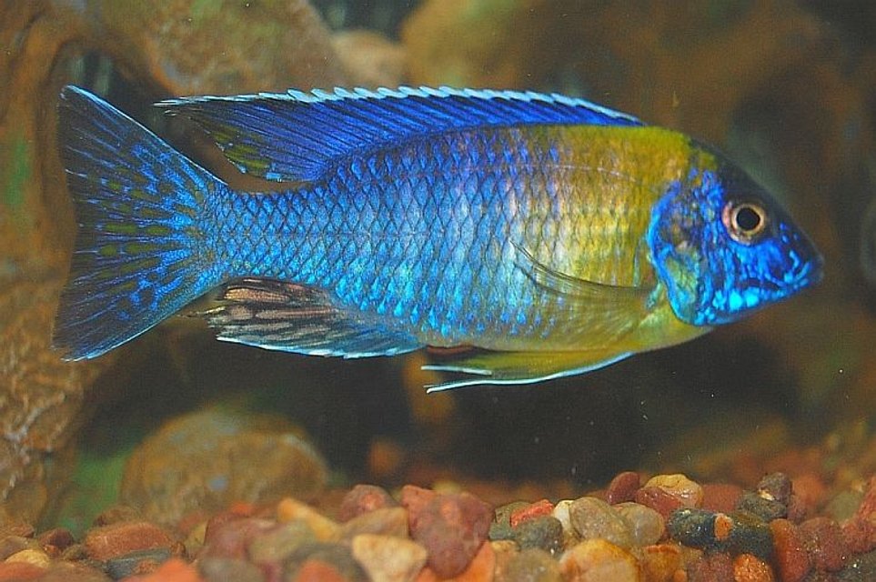 Rated #199: Freshwater Fish - Aulonocara Stuartgranti - Peacock Cichlid Stocking In 55 Gallons Tank - peacock