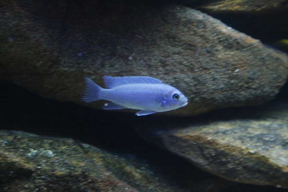 Rated #1335: Freshwater Fish - Metriaclima Callainos - Cobalt Blue Zebra Cichlid Stocking In 105 Gallons Tank - Cobalt Zebra