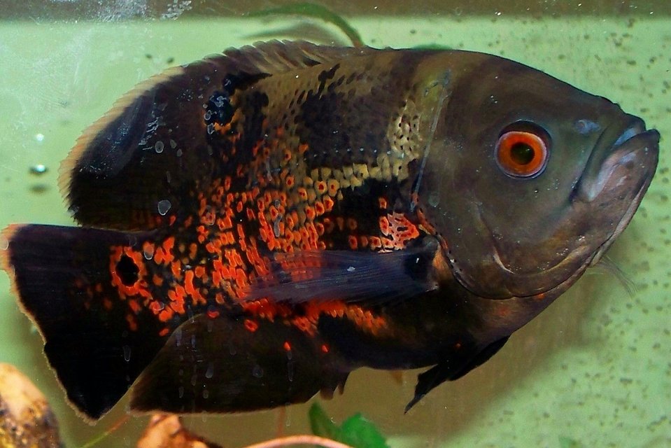 Rated #740: Freshwater Fish - Astronotus Ocellatus - Tiger Oscar Stocking In 75 Gallons Tank - Tiger Oscar