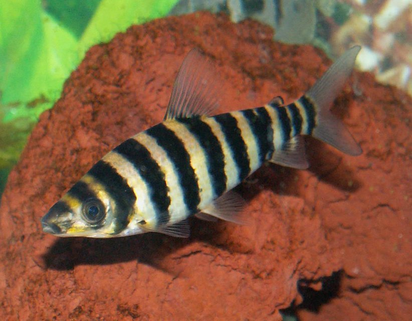 Rated #903: Freshwater Fish - Leporinus Fasciatus - Banded Leporinus Stocking In 110 Gallons Tank - Banded Leporinus Headstander