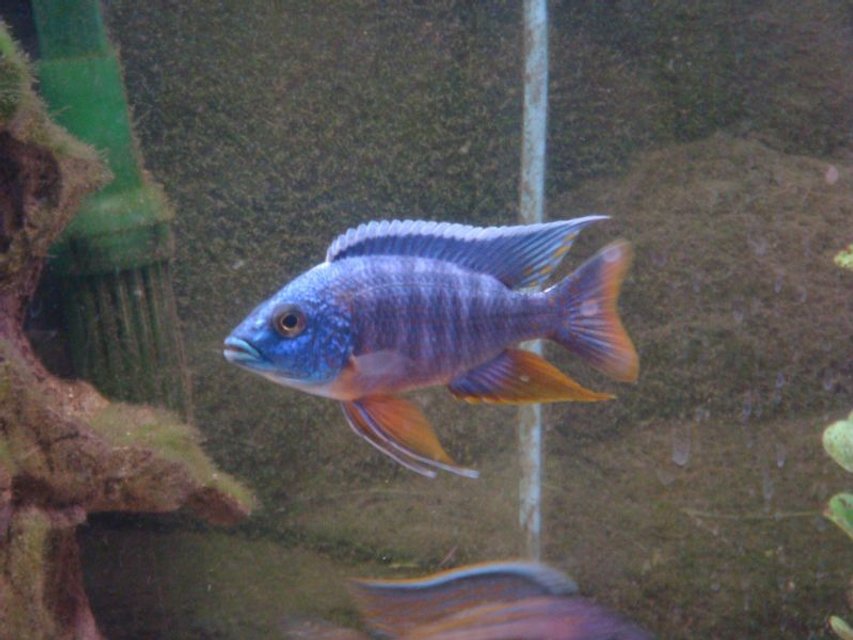 Rated #999: Freshwater Fish - Aulonocara Hansbaenschi - Red Peacock Cichlid Stocking In 125 Gallons Tank - blue peacock
