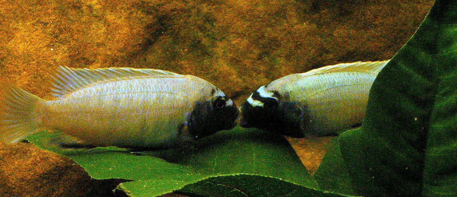 Rated #486: Freshwater Fish - Pseudotropheus Polit - Polit Cichlid Stocking In 29 Gallons Tank - fighting Pseudotropheus polits