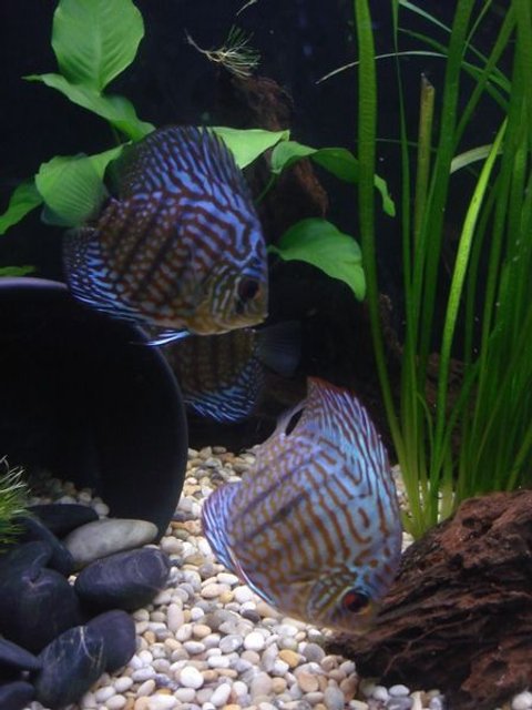 Rated #735: Freshwater Fish - Symphysodon Spp. - Red Turquoise Discus Stocking In 40 Gallons Tank - Red Turquise Discus