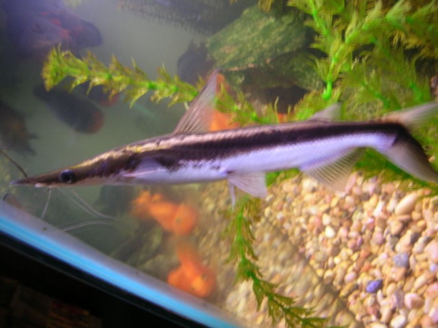 Rated #1079: Freshwater Fish - Sorubim Lima - Lima Shovel-nosed Cat Stocking In 125 Gallons Tank - sorubim lima