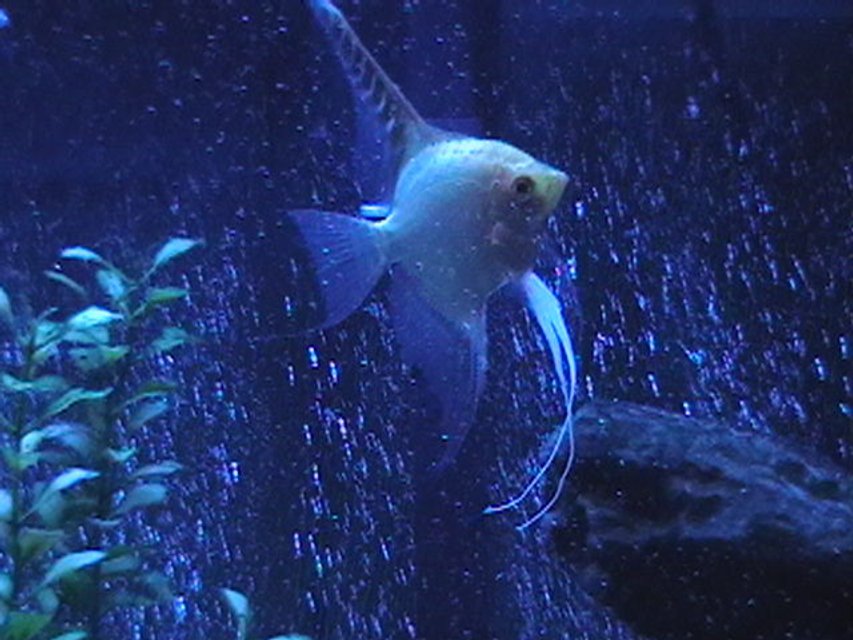 Rated #1279: Freshwater Fish - Pterophyllum Sp. - Gold Veil Angel Stocking In 29 Gallons Tank - Angelfish with lunar lighting.