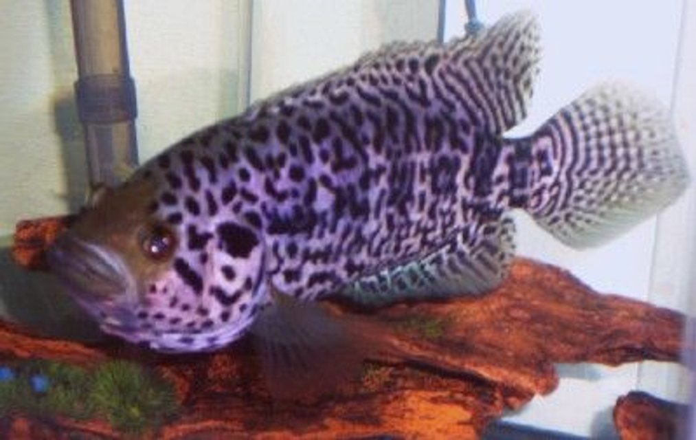 Rated #870: Freshwater Fish - Parachromis Managuensis - Jaguar Cichlid Stocking In 75 Gallons Tank - Jaguar cichlid. The most AGGRESSIVE fish I have! He attacks me, the dog and kids through his tank. Coolest fish ever! 11 inches