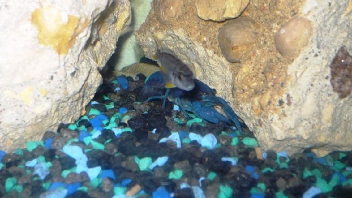 Rated #2089: Freshwater Fish - Pseudotropheus Acei - Acei Cichlid Stocking In 50 Gallons Tank - ..here is one of the aceis and the electric blue lobster..