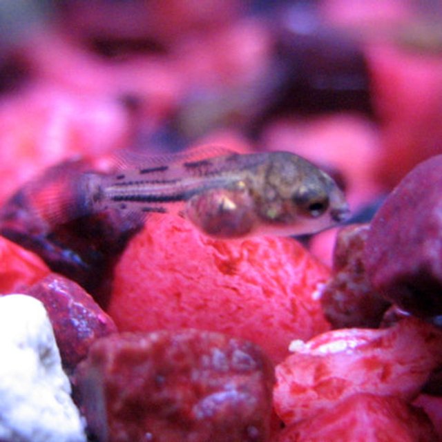 Rated #429: Freshwater Fish - Cichlid Stocking In 10 Gallons Tank - 12 Day Old Cichlid Fry