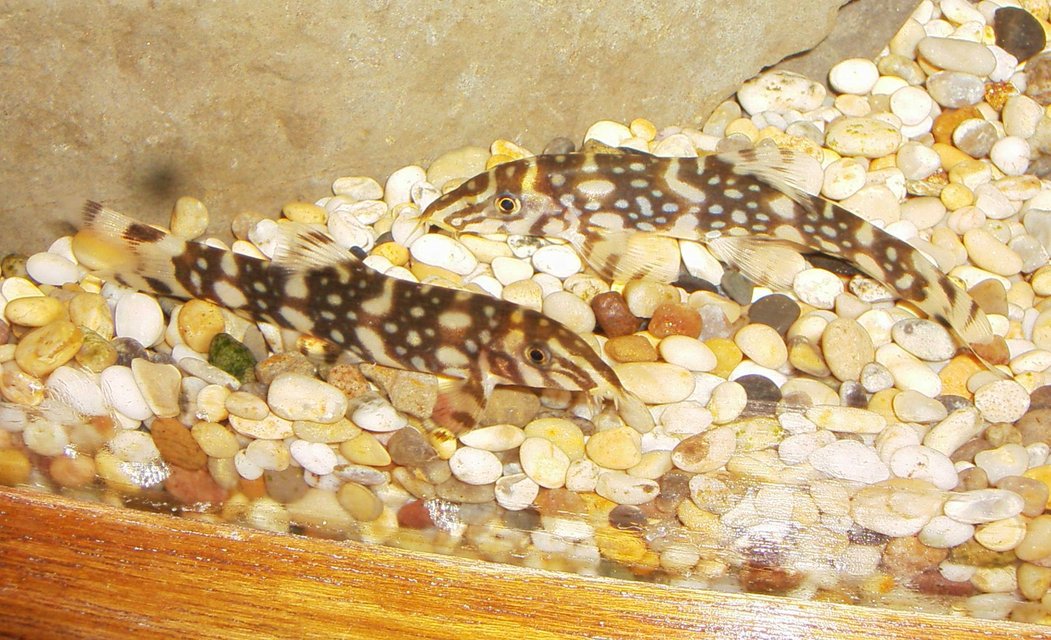 Rated #1107: Freshwater Fish - Botia Lohachata - Lohachata Botia Loach Stocking In 90 Gallons Tank - yoyo loaches 2
