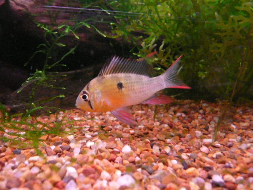 Rated #808: Freshwater Fish - Microgeophagus Altispinosa - Bolivian Ram Stocking In 41 Gallons Tank - bolavien butterfly