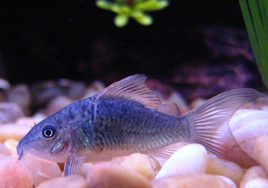 Rated #775: Freshwater Fish - Brochis Splendens - Emerald Green Cory Cat Stocking In 29 Gallons Tank - One of my Emerald Cory Catfish resting on the bottom.