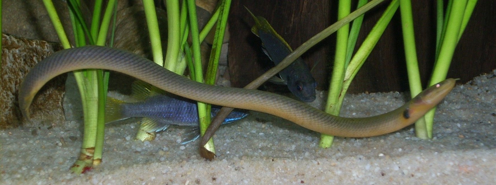 Rated #394: Freshwater Fish - Erpetoichthys Calabaricus - Rope Fish Stocking In 120 Gallons Tank - Erpetoichthys calabaricus