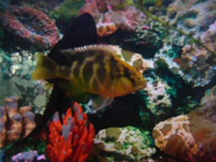 Rated #2055: Freshwater Fish - Neolamprologus Cylyndricus - Cylindricus Cichlid Stocking In 25 Gallons Tank - My favourite ciclid a giraffehead ciclid with a giant placo in the background