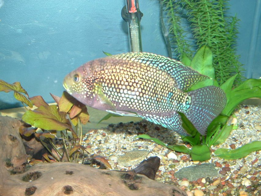 Rated #1233: Freshwater Fish - Nandopsis Octofasciatum - Jack Dempsy Stocking In 125 Gallons Tank - My Jack Dempsy
