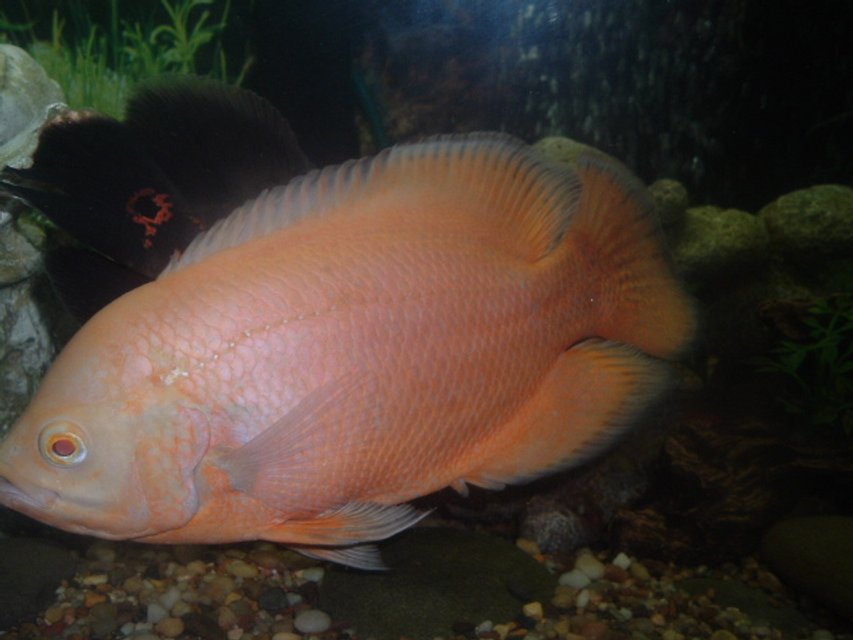 Rated #1442: Freshwater Fish - Astronotus Ocellatus - Albino Oscar Stocking In 55 Gallons Tank - anothr oscar