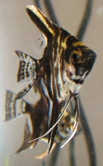 Rated #1350: Freshwater Fish - Pterophyllum Sp. - Angel Stocking In 18 Gallons Tank - Baby Angel