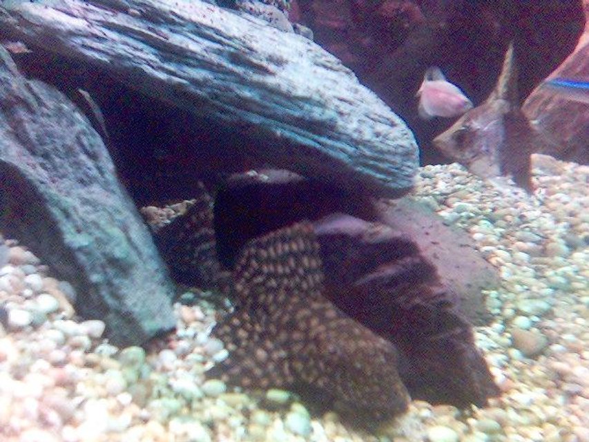 Rated #2278: Freshwater Fish - Leporacanthicus Galazias - Tooth-nose Pleco (l-07a) Stocking In 60 Gallons Tank - my fish