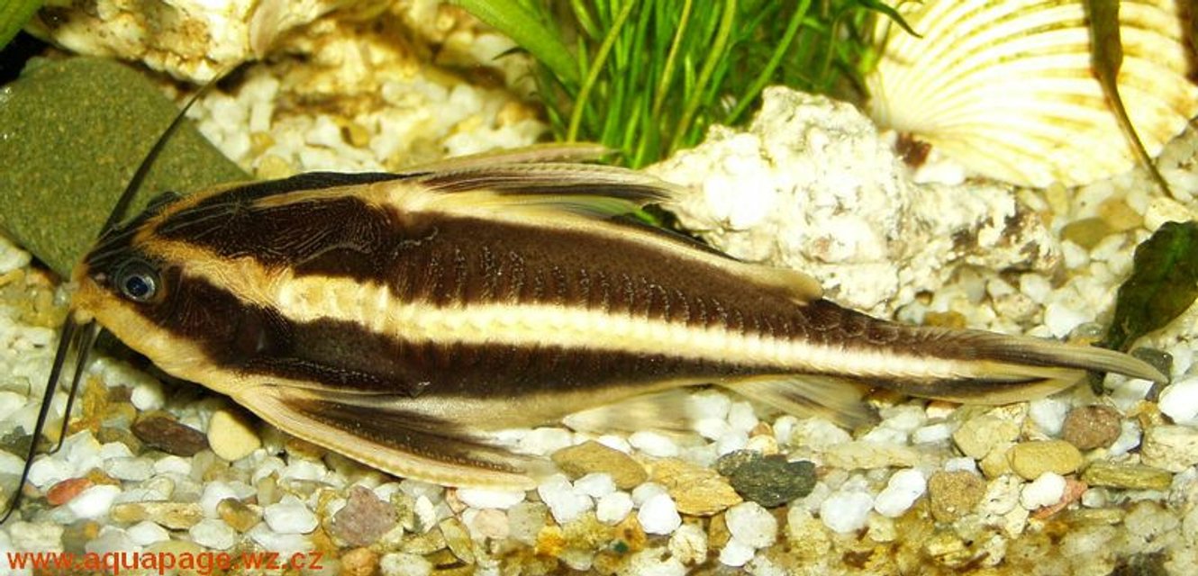 Rated #1075: Freshwater Fish - Platydoras Costatus - Striped Raphael Catfish Stocking In 100 Gallons Tank - My catfish