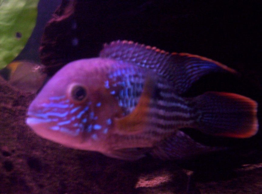 Rated #1723: Freshwater Fish - Aequidens Rivulatus - Green Terror Stocking In 100 Gallons Tank - this is my green terror named Flash