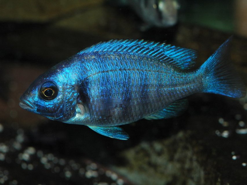 Rated #1206: Freshwater Fish - Placidochromis Phenochilus - Malawi Cichlid Stocking In 75 Gallons Tank - Placidochromis phenochilus juvie taken with Nikon D70 with Phoenix 100 mm macro and White Lightning studio strobe.