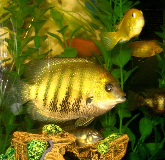 Rated #1064: Freshwater Fish - Heros Serverus - Gold Severum Stocking In 50 Gallons Tank - I m a lil confused..is this a severum or some cichlid or cross?Beautiful specimen nevertheless.