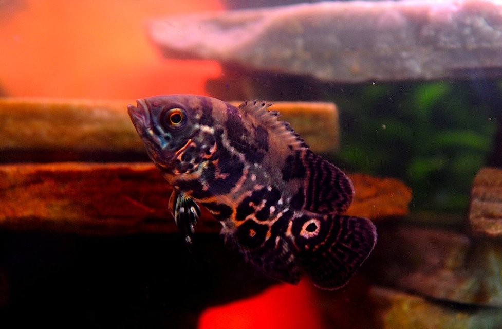 Rated #706: Freshwater Fish - Astronotus Ocellatus - Tiger Oscar Stocking In 50 Gallons Tank - William Murderface the 3.5" Tiger Oscar