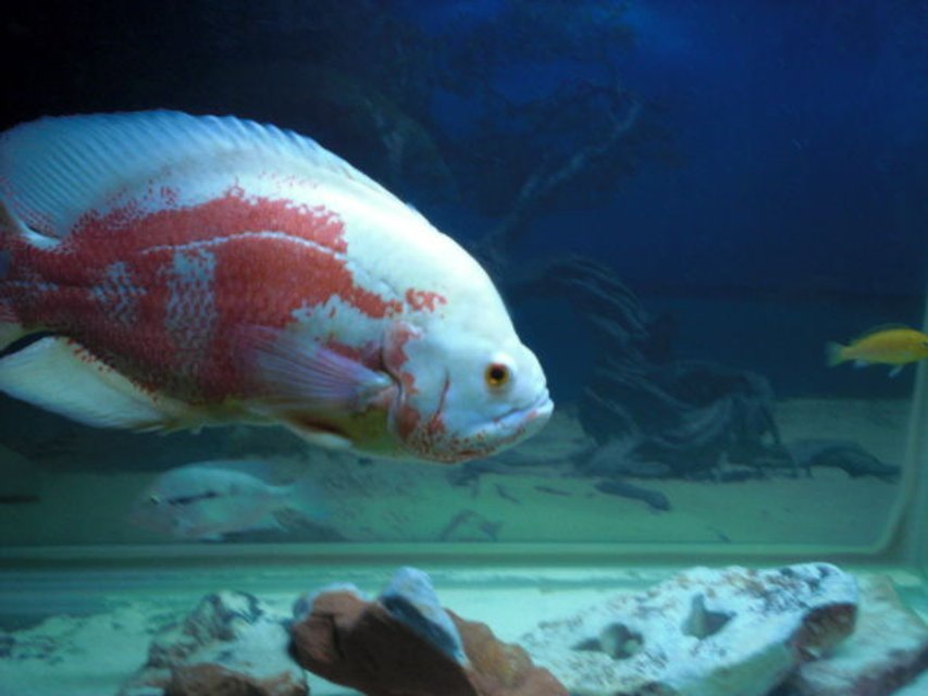 Rated #1454: Freshwater Fish - Astronotus Ocellatus - Albino Oscar Stocking In 80 Gallons Tank - Oscar