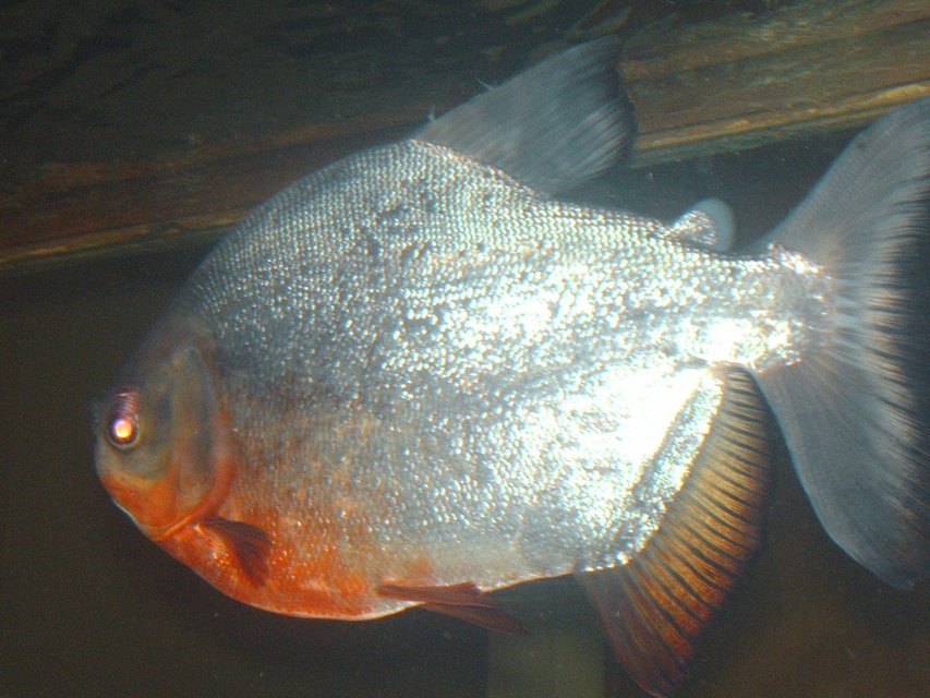 Rated #1635: Freshwater Fish - Piaractus Brachypomum - Red Belly Pacu Stocking In 125 Gallons Tank - pacu loves his peanuts and corn