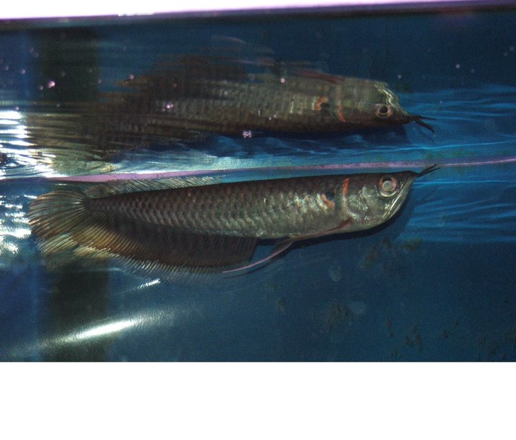 Rated #510: Freshwater Fish - Osteoglossum Bicirrhosum - Silver Arowana Stocking In 110 Gallons Tank - New Silver Arowana