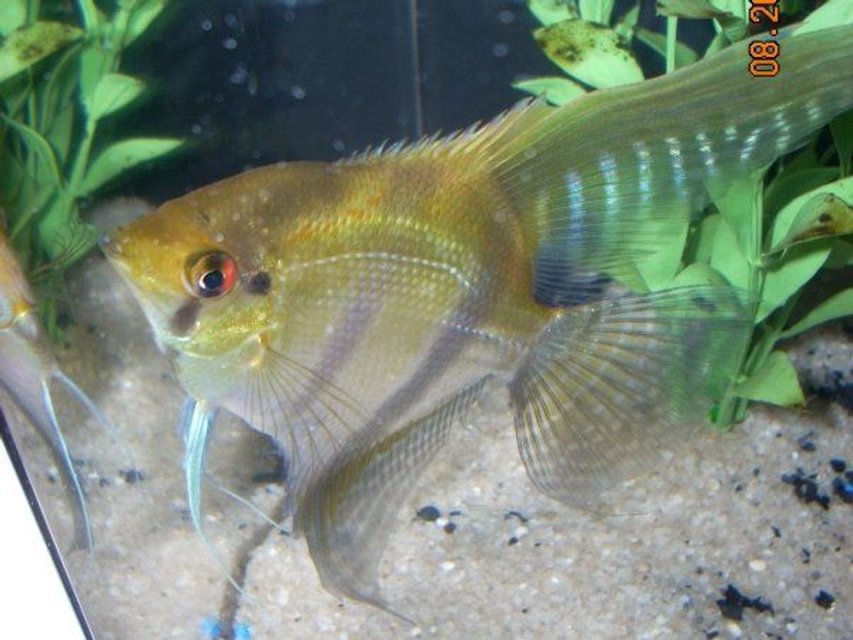 Rated #1192: Freshwater Fish - Pterophyllum Sp. - Silver Zebra Angel Stocking In 6 Gallons Tank - Angel Fish