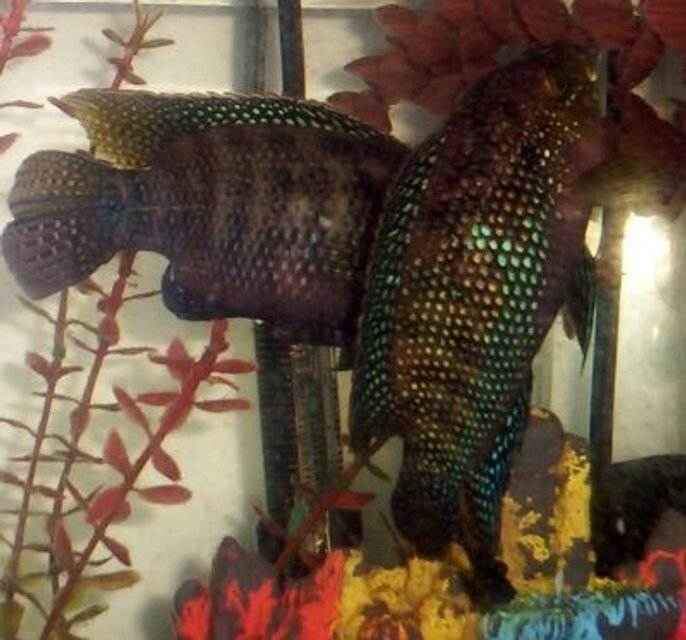 Rated #1348: Freshwater Fish - Nandopsis Octofasciatum - Jack Dempsey Stocking In 75 Gallons Tank - Jack dempseys at 1 yr old. they were about 1 inch when we got them and have grown to 6.