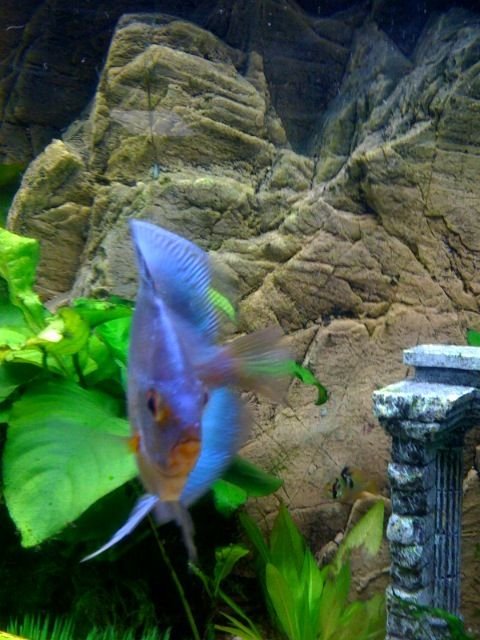 Rated #943: Freshwater Fish - Symphysodon Sp. - Blue Diamond Discus Stocking In 75 Gallons Tank - My Beautiful 4 inch + Blue diamond.
Very healthy looking