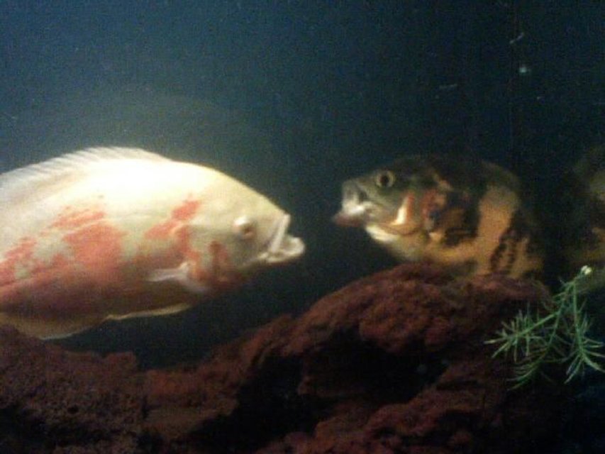 Rated #1427: Freshwater Fish - Astronotus Ocellatus - Albino Oscar Stocking In 85 Gallons Tank - two oscars fighting